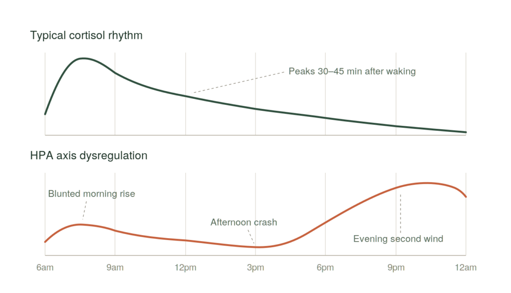 Cortisol levels throughout the day